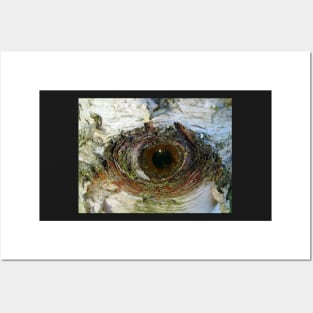 Eye Of The Birch Posters and Art